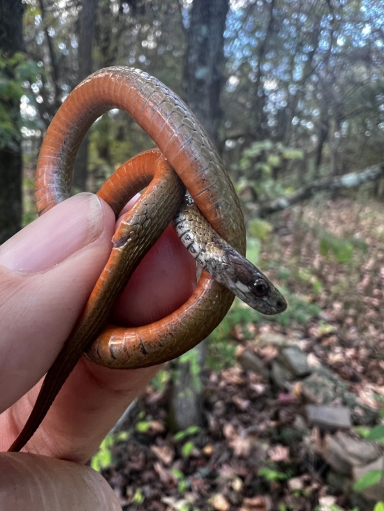 Redbelly Snake